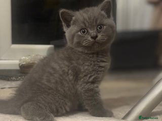 British Shorthair cats British short hair kittens - Advert 12
