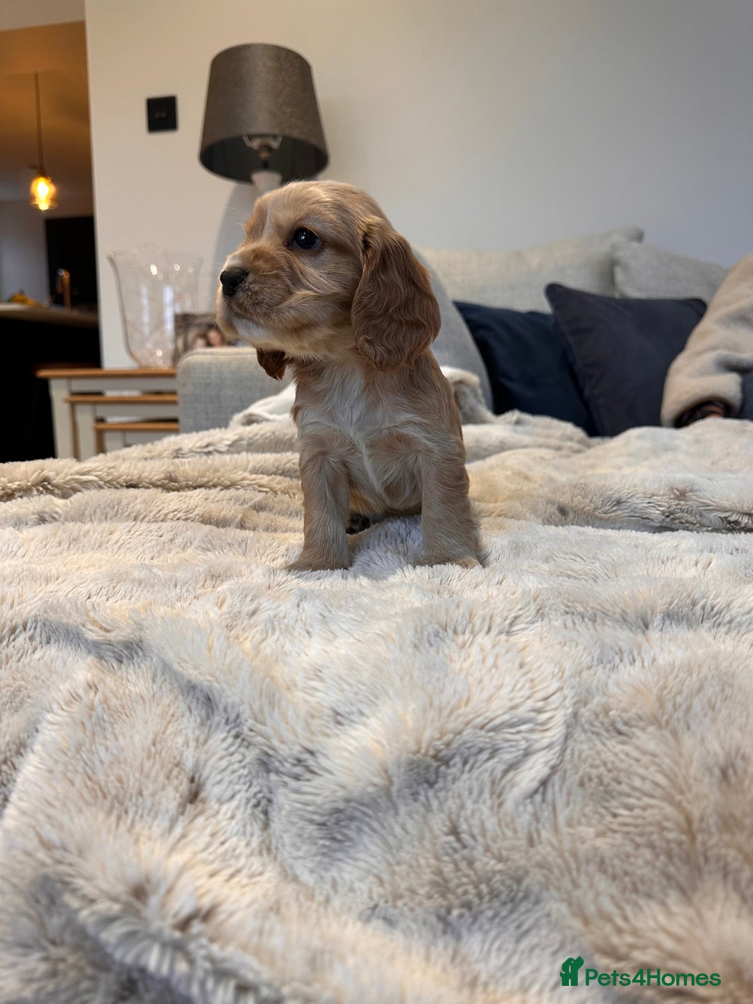 Cocker Spaniel dogs for sale: Stunning Working X Show Puppies. The Perfect Mix - Advert 13