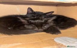 Mixed Breed cats for sale: Kittens - Image 11