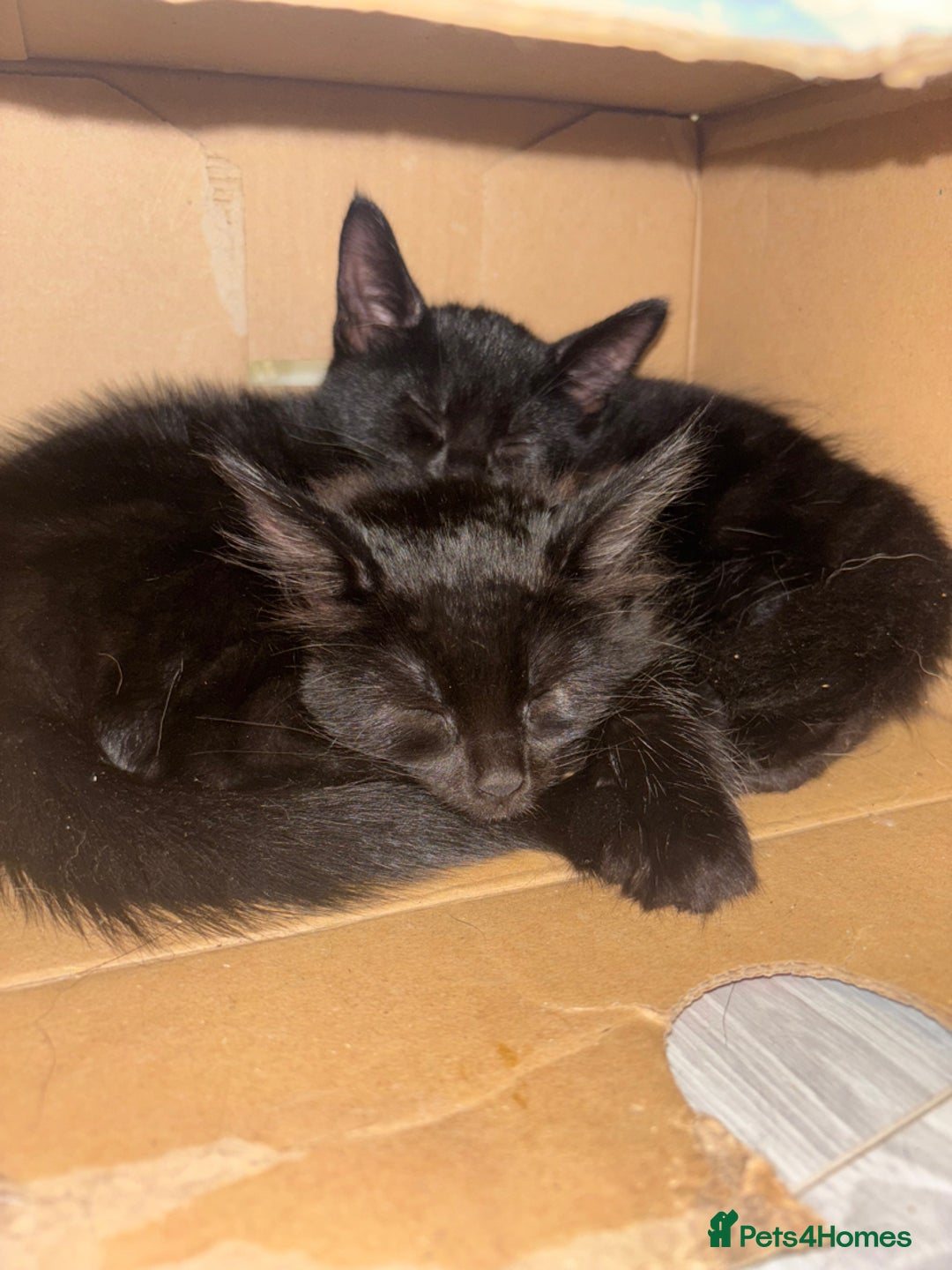 Mixed Breed cats for sale: Kittens - Image 11
