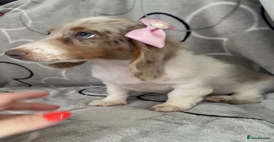 Miniature Dachshund dogs - Advert 5