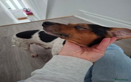 Mixed Breed dogs for sale: Jack Russel x Dachshund - Male 3 years old - Image 6