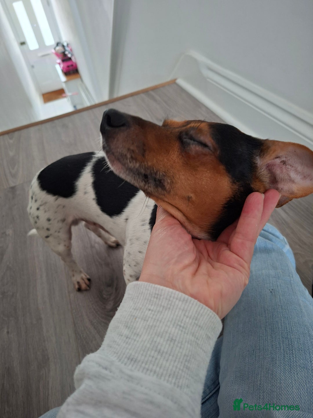 Mixed Breed dogs for sale: Jack Russel x Dachshund - Male 3 years old - Image 6