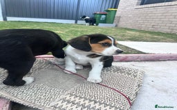 Beagle dogs for sale: beautiful purebred beagle puppies! - Image 3