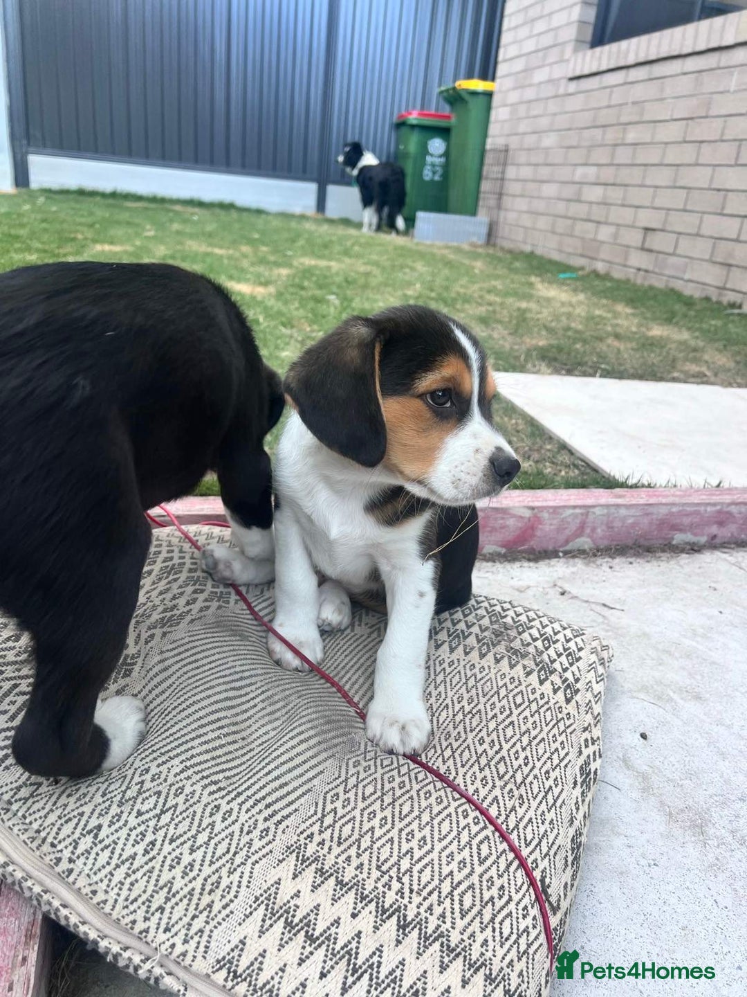 Beagle dogs for sale: beautiful purebred beagle puppies! - Image 3
