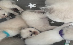 Ragdoll cats for sale: 3 male and 3 female kittens.  - Image 1