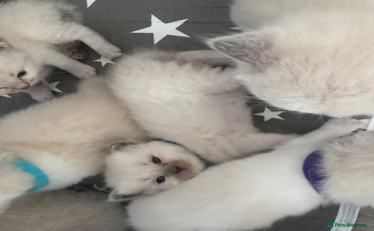 Ragdoll cats - Advert 13