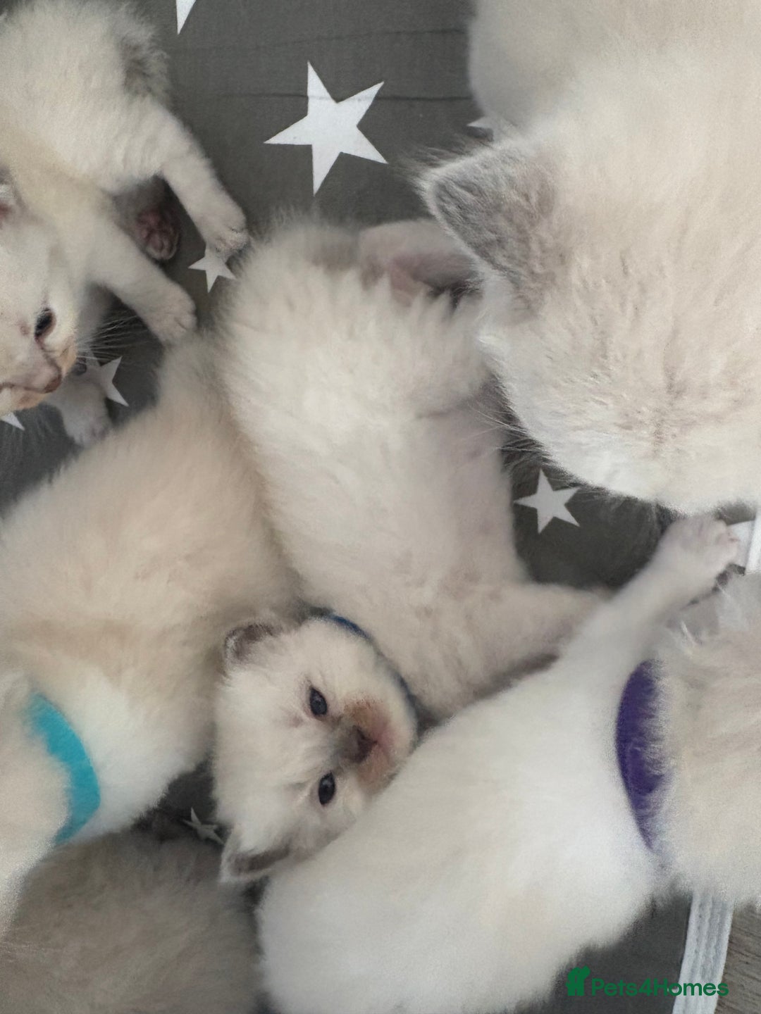 Ragdoll cats for sale: 3 male and 3 female kittens.  - Image 1