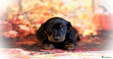 Miniature Dachshund dogs - Advert 14