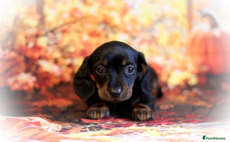 Miniature Dachshund dogs - Advert 4