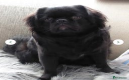 Pug dogs for sale: Kc registered pugs  - Image 12