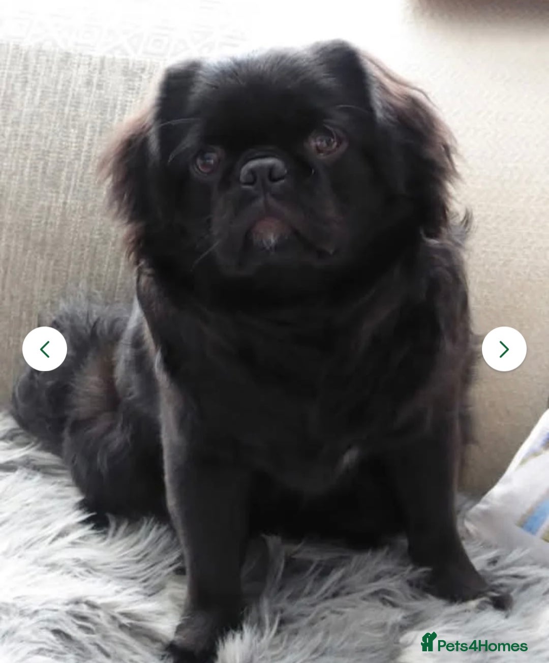 Pug dogs for sale: Kc registered pugs  - Image 12