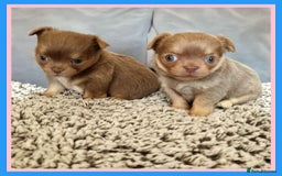 Chihuahua dogs for sale: Longhaired Chihuahua puppies  - Image 4