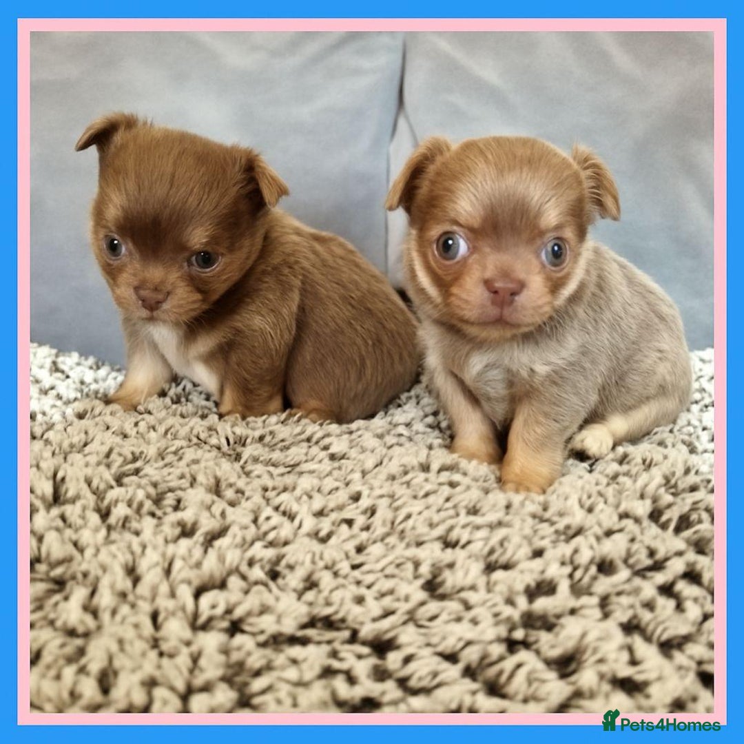 Chihuahua dogs for sale: Longhaired Chihuahua puppies  - Image 4