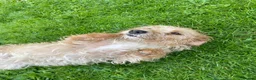 Mixed Breed dogs for sale: 2 year old girl needs a new loving home  in Maidstone - Advert 2