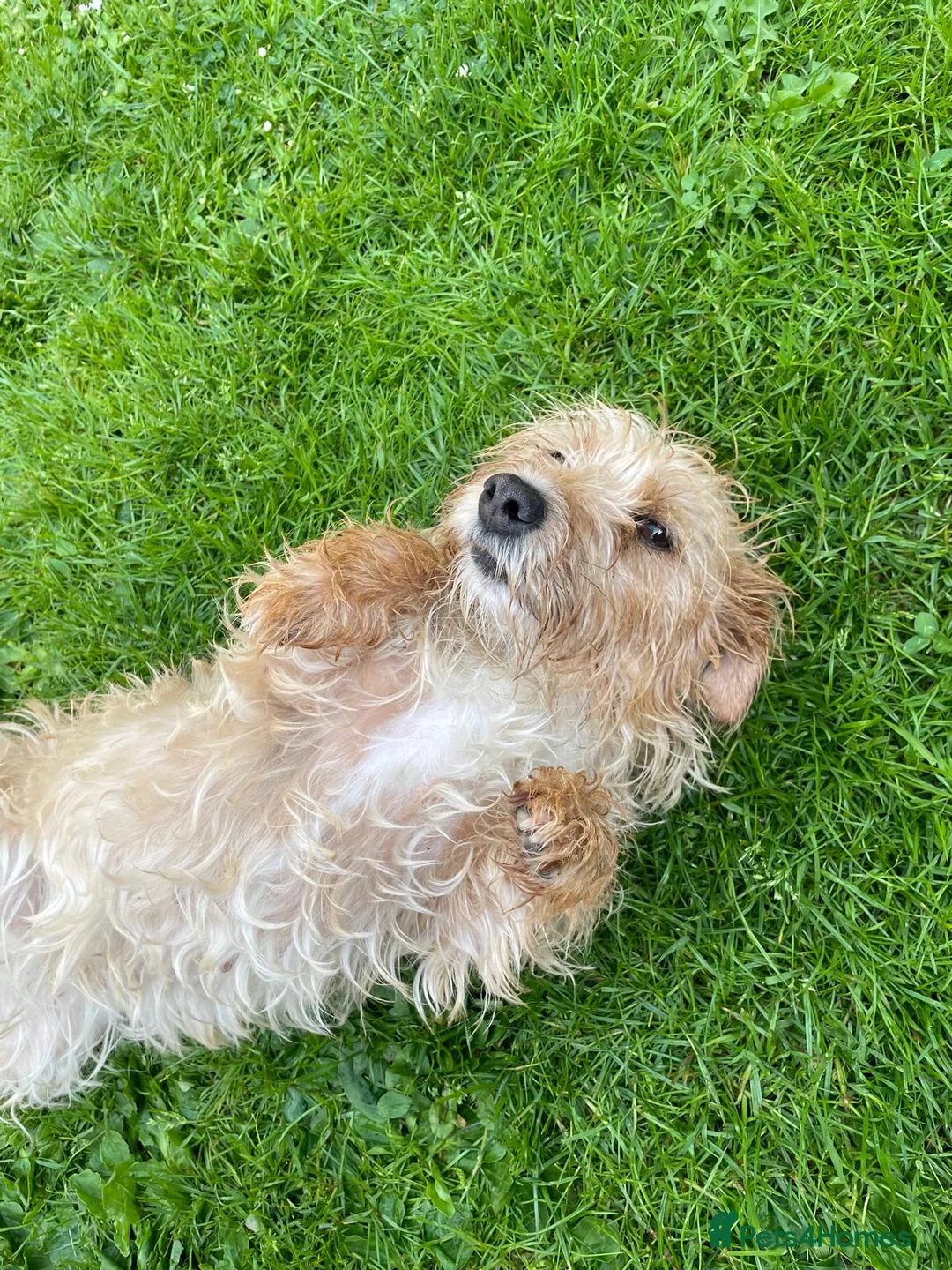 Mixed Breed dogs for sale: 2 year old girl needs a new loving home  in Maidstone - Advert 2