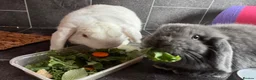 Mini Lop rabbits for sale: Two Bonded Male Bunnies plus 3x2M Bunny House in Aylesbury - Advert 2