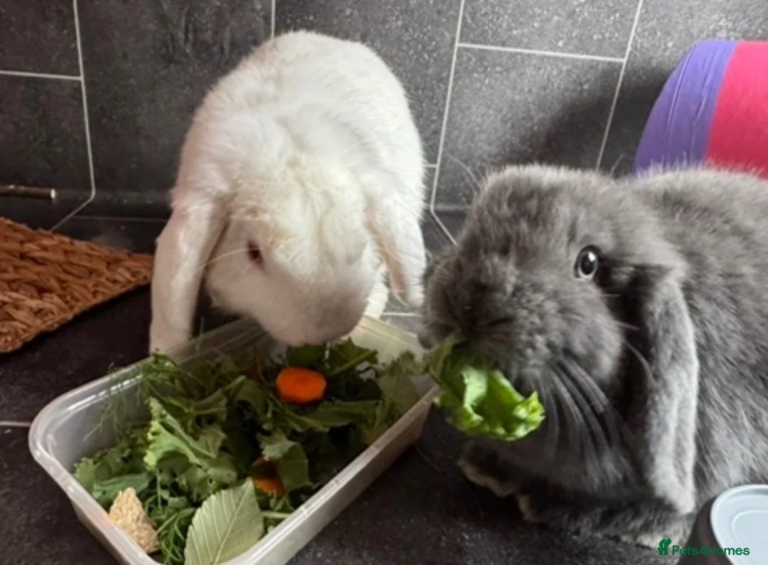 Mini Lop rabbits for sale: Two Bonded Male Bunnies plus 3x2M Bunny House in Aylesbury - Advert 2