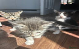 Mixed Breed cats for sale: Kittens for sale - Image 7