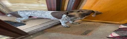 German Shorthaired Pointer dogs for sale: German Shorthaired pointer in Lanark - Advert 1