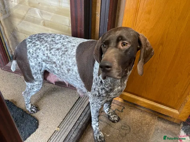 German Shorthaired Pointer dogs for sale: German Shorthaired pointer - Advert 1