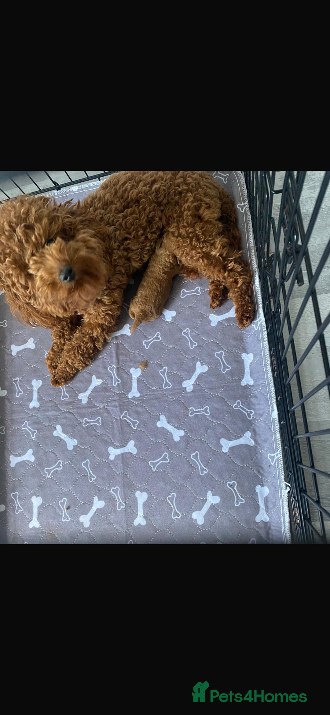 Cockapoo dogs for sale: F1b cockapoo female puppy - Image 5