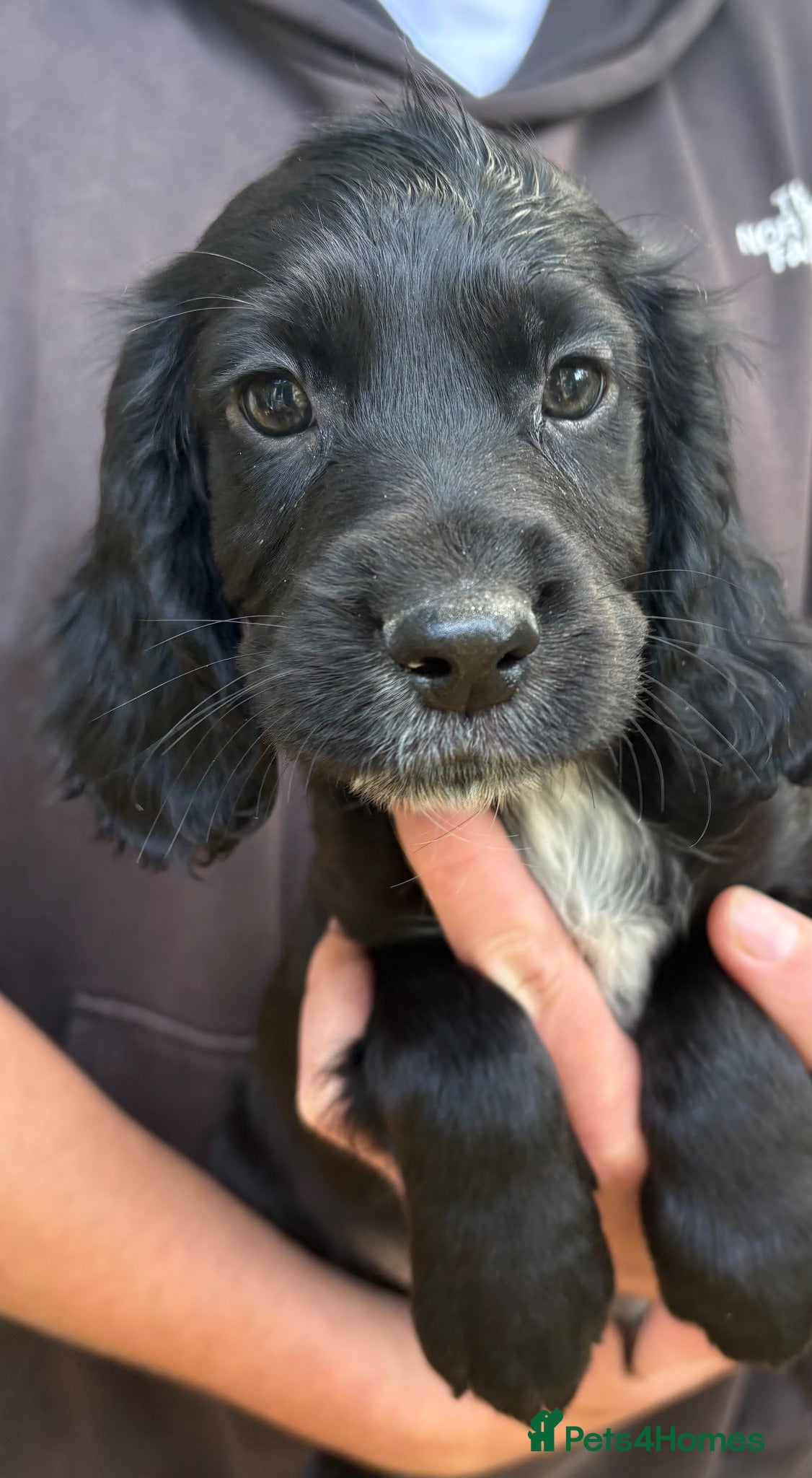 Cocker Spaniel dogs Beautiful cocker spaniel puppies  - Advert 1