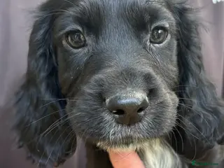 Cocker Spaniel dogs Beautiful cocker spaniel puppies - Advert 1