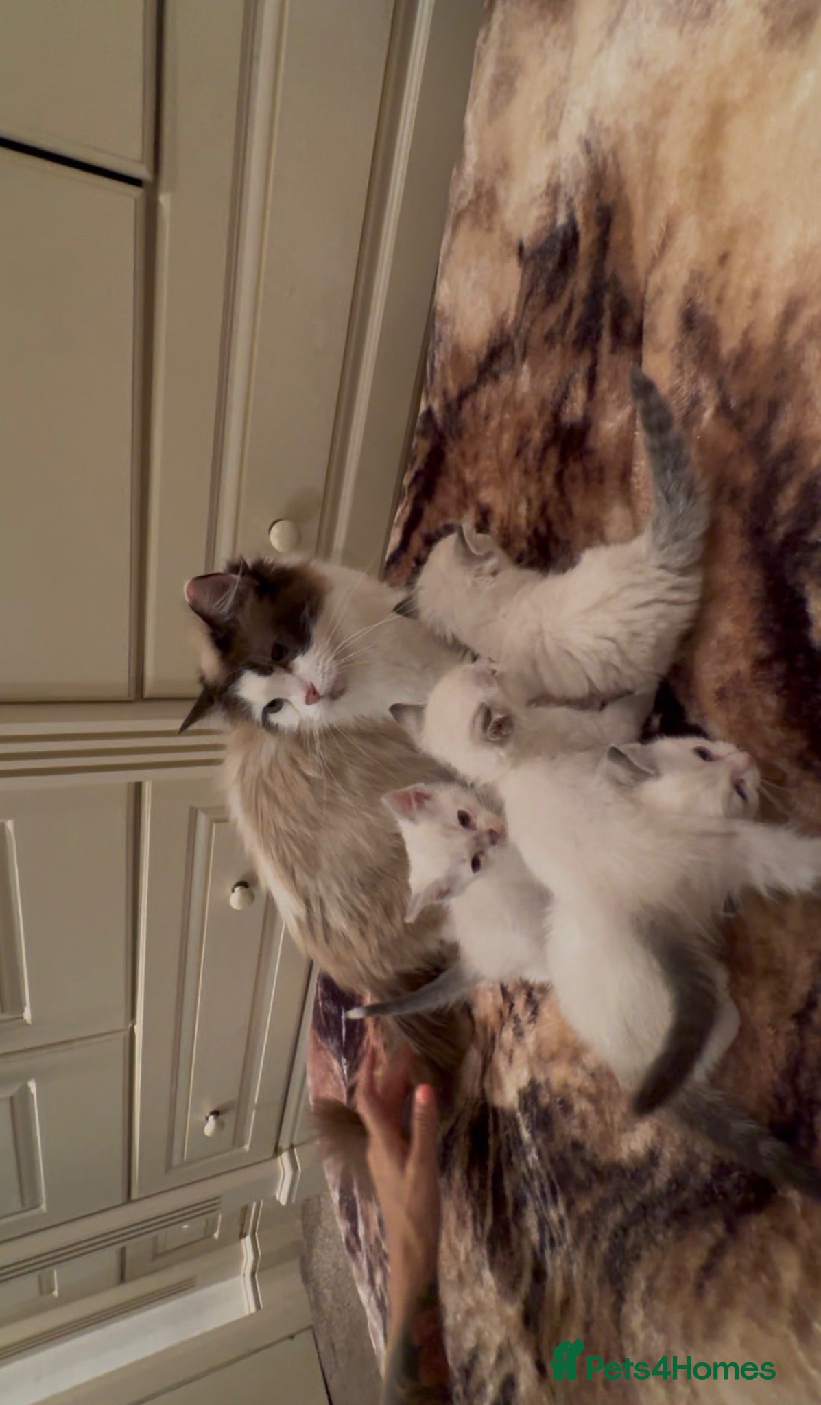 Ragdoll cats beautiful ragdoll kittens - Advert 11