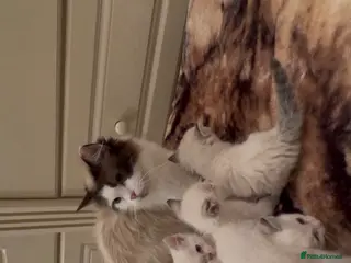 Ragdoll cats beautiful ragdoll kittens - Advert 11