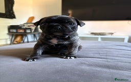 Frug dogs for sale: Beautiful baby Frug’s - Image 9