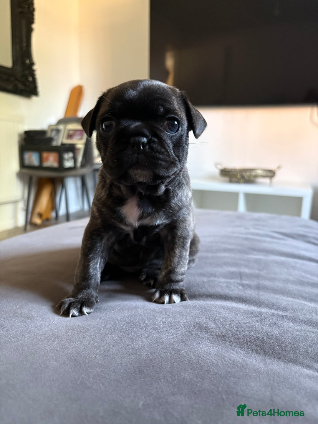 Frug dogs for sale: Beautiful baby Frug’s - Image 9