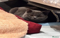 British Shorthair cats for sale: Fluffy British Shorthair Kitten  - Advert 2