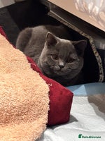 British Shorthair cats Fluffy British Shorthair Kitten - Advert 8