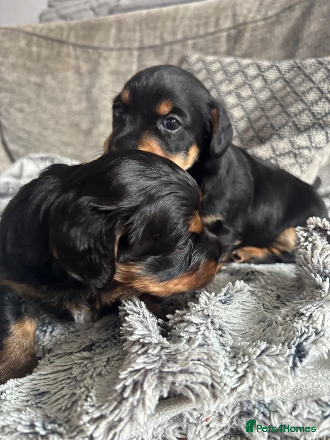 Mixed Breed dogs for sale: Two dorkie puppies for sale  in London - Advert 6