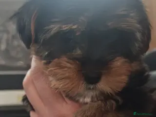 Biewer Terrier dogs Tiny Biewer terrier.Colourful Yorkshire 05/01/26 - Advert 12