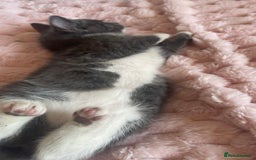 Ragdoll cats for sale: Ragdoll Cross Maine Coon Kitten - Image 6