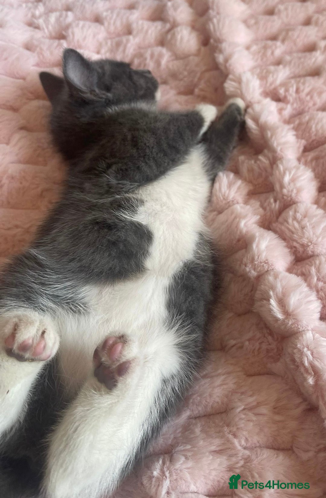 Ragdoll cats for sale: Ragdoll Cross Maine Coon Kitten - Image 6