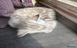 Bengal cats for sale: Snow Mink/Brown Rossette Blue Eyed Bengals - Image 25