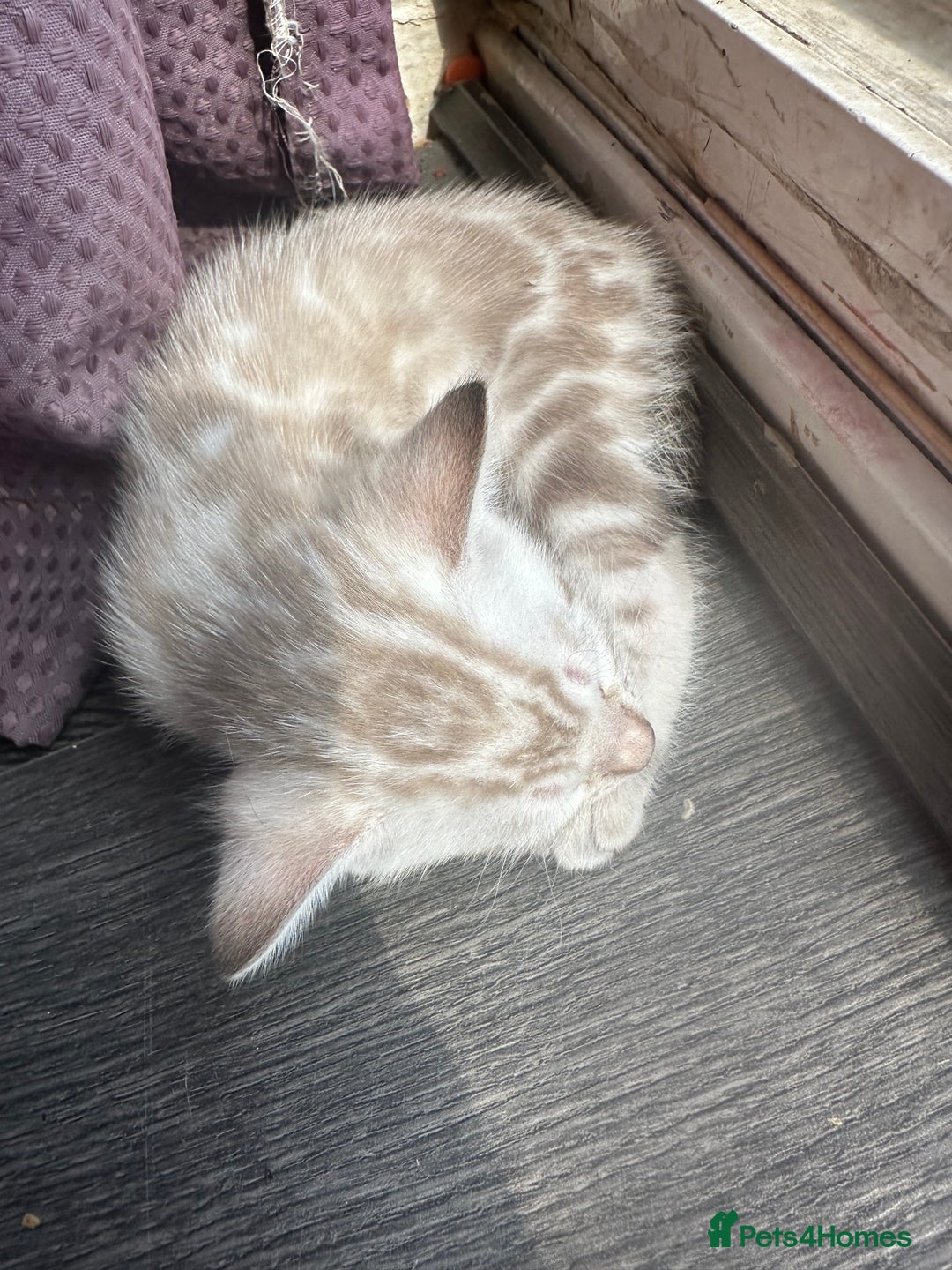 Bengal cats for sale: Snow Mink/Brown Rossette Blue Eyed Bengals - Image 25