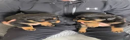 Rottweiler dogs for sale: Quality Rottweiler puppies  - Advert 10