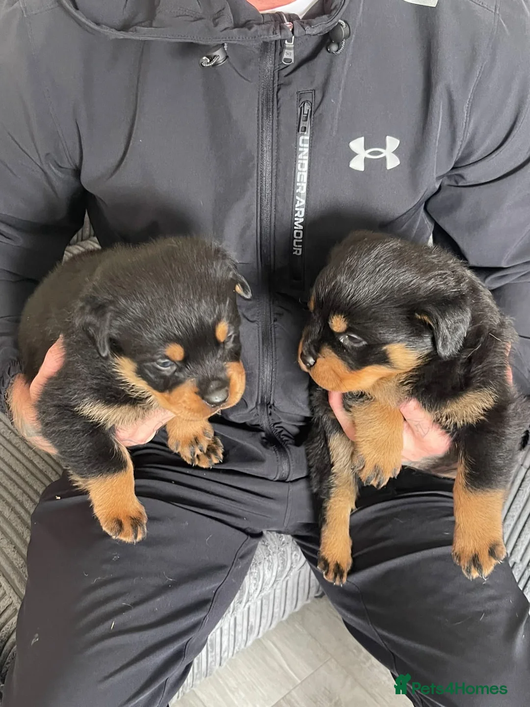 Rottweiler dogs for sale: Quality Rottweiler puppies  - Advert 10