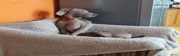 Weimaraner dogs for sale: Weimaraner KC REGISTERED 1yr Girl.  - Advert 11