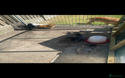 Chickens poultry for sale: 5 female silkies  - Image 6