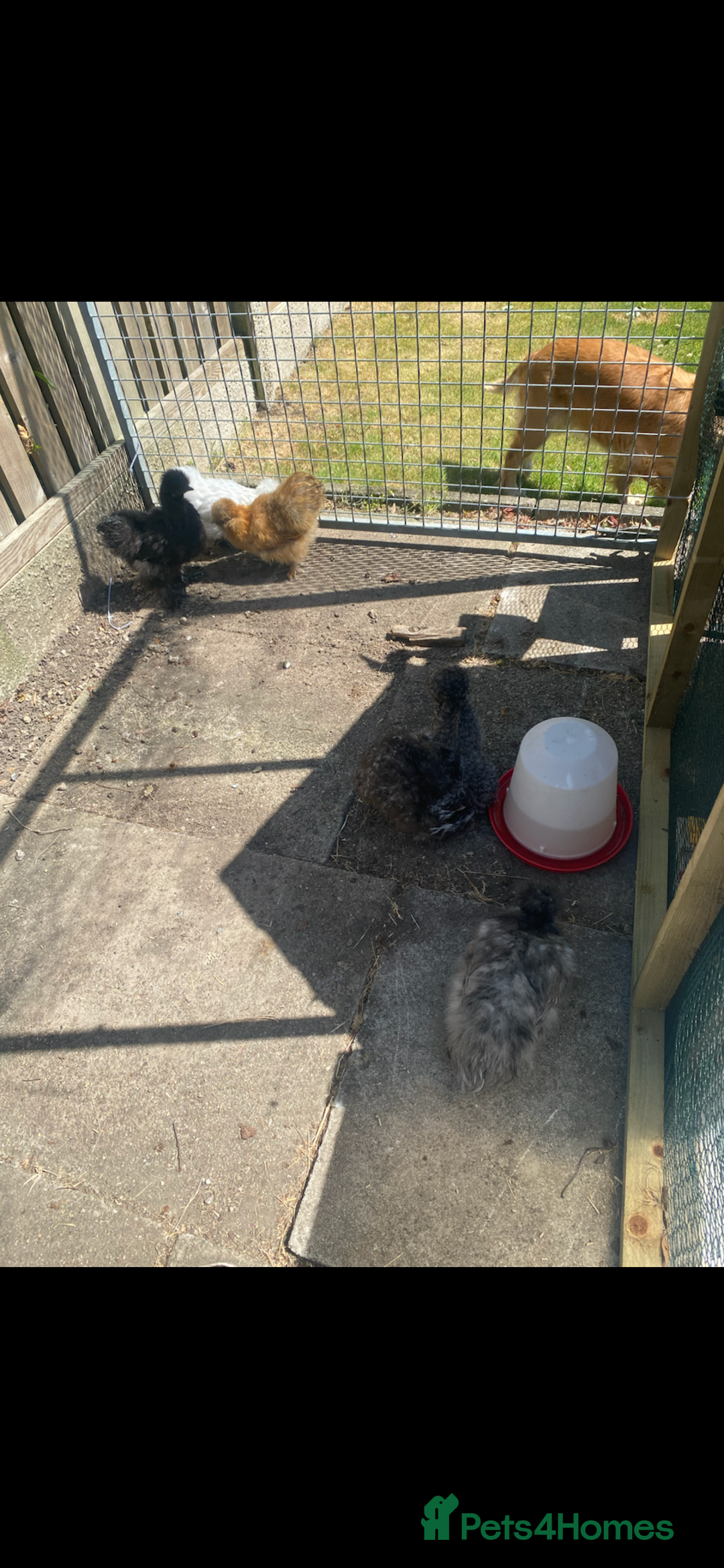 Chickens poultry for sale: 5 female silkies  - Image 6