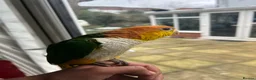Parrots birds for sale: Tame Hand Reared Parrot Caique with huge Cage - Advert 6
