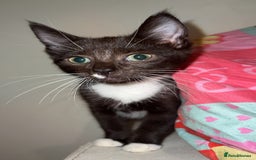 Russian Blue cats for sale: Black&white BOY £80 and black&white£50 in Leicester - Image 1