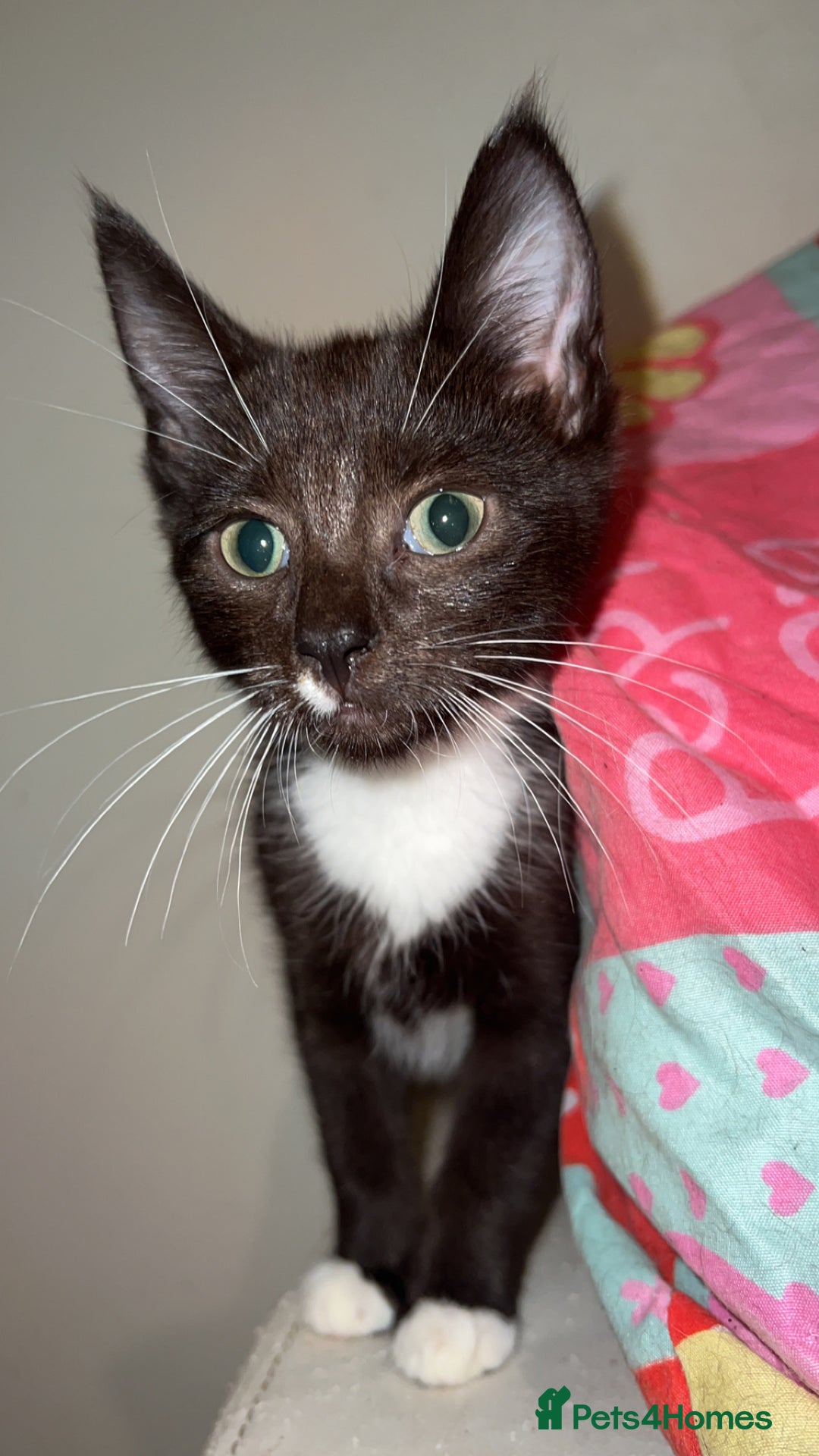 Russian Blue cats for sale: Black&white BOY £80 and black&white£50 in Leicester - Image 1