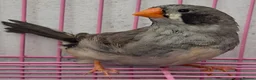 Finches birds for sale: MUTATION ZEBRA FINCHES ORANGE BREAST BLACK FACE - Advert 6