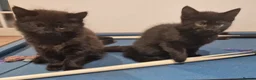 Mixed Breed cats for sale: Mixed Breed Black Female Kitten  - Advert 7